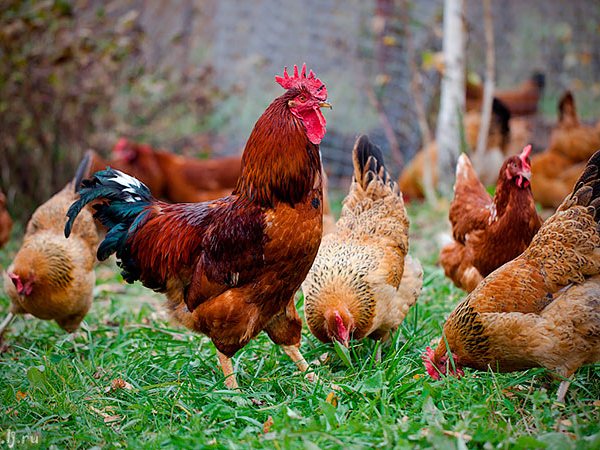 Породы куриц | ЗооТом - продажа, вязка и услуги для животных в Данкове