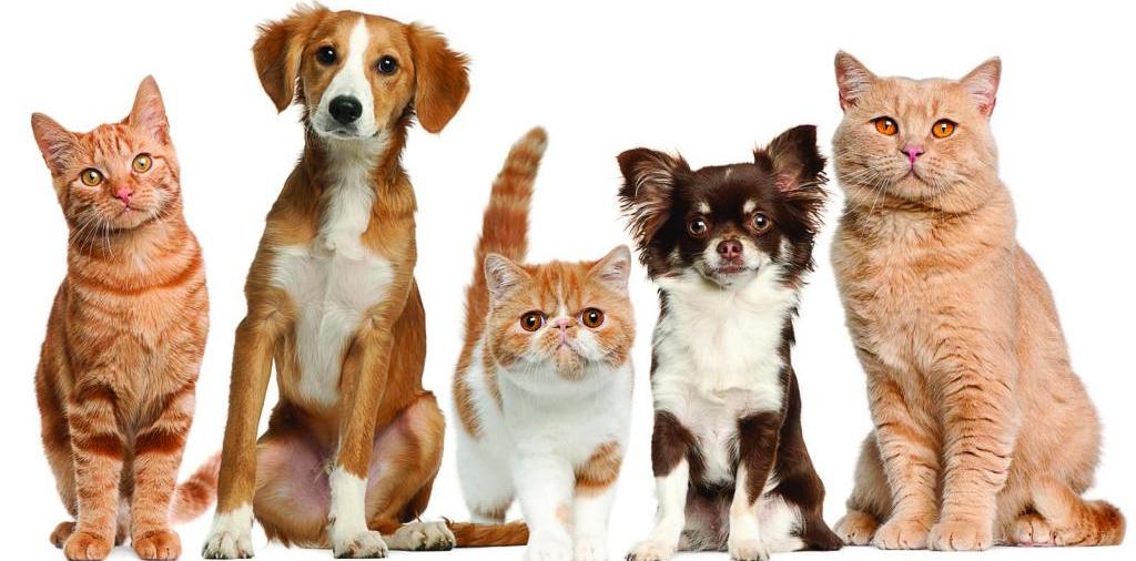 Доска объявлений о животных | ЗооТом - продажа, вязка и услуги для животных в Данкове
