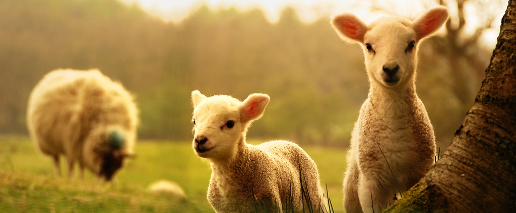 Объявления о сельскохозяйственных животных | ЗооТом - продажа, вязка и услуги для животных в Данкове