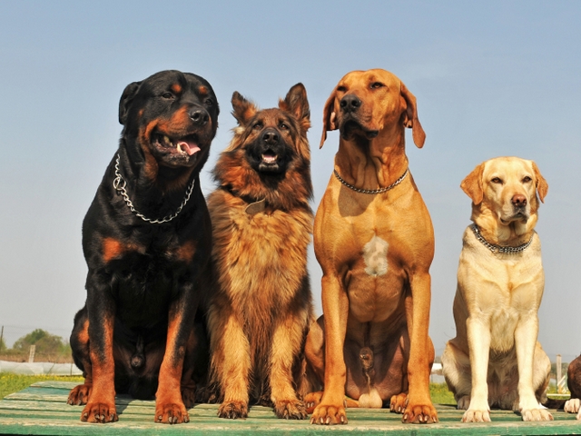 Крупные породы собак в Данкове | ЗооТом портал о животных