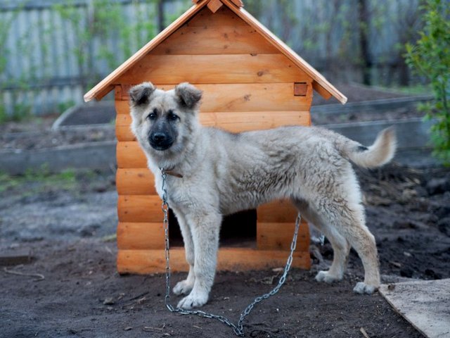 Все о собаках в Данкове Все о собаках в Данкове